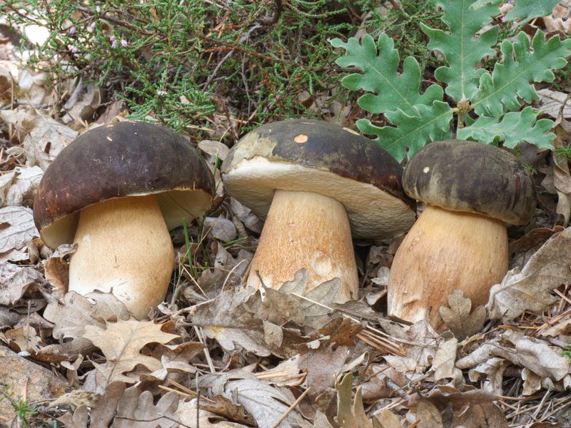 Setas comestibles. Boletus aereus.