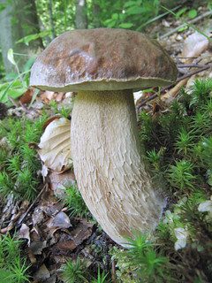 Setas comestibles. Boletus aestivalis.