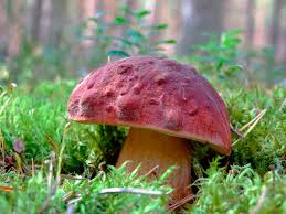 Setas comestibles. Boletus pinophilus