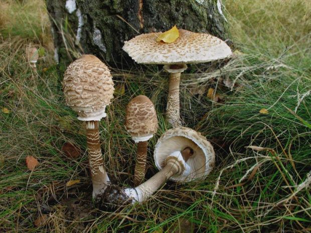 Setas comestibles. Macrolepiota procera