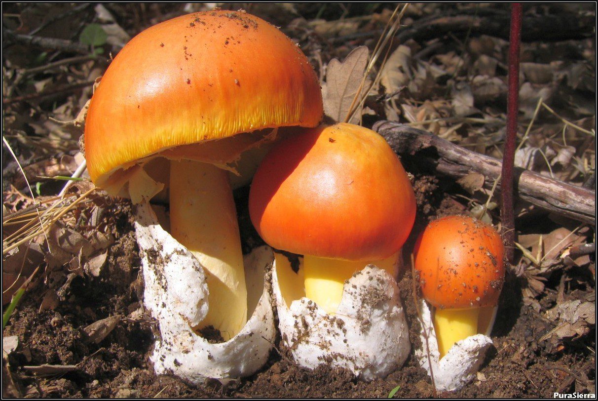 Setas comestibles. Oronja o Amanita Caesarea