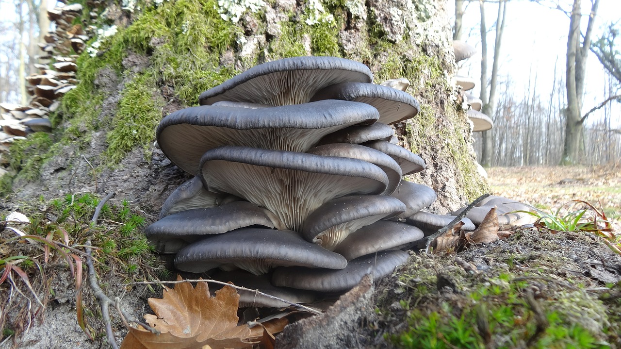 Setas de Ostra