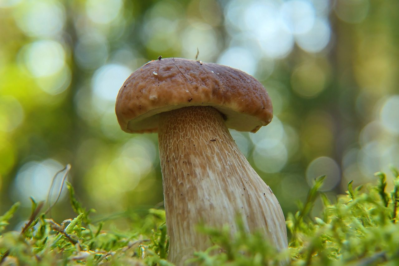Setas comestibles. Boletus-edulis