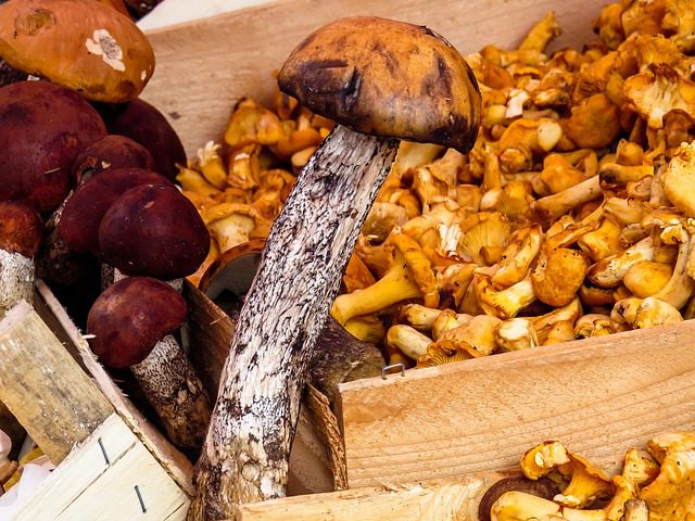 beneficios para la salud de los hongos