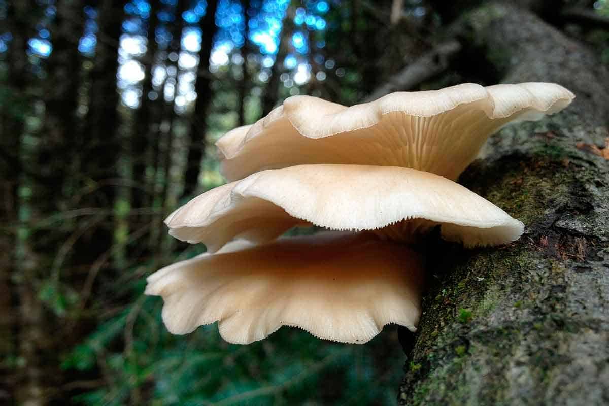 beneficios-de-hongos-ostra