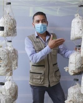 Producción Comercial de Setas Orellanas o Champiñón Ostra