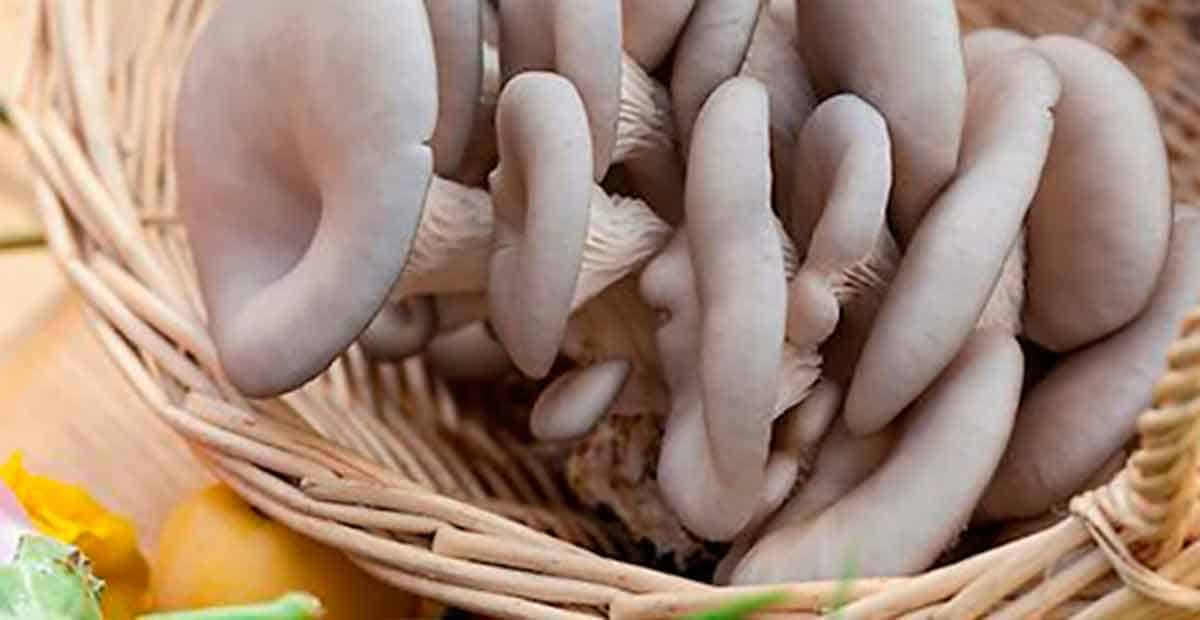 Setas-ostra-entre-las-mas-gustadas-del-mundo