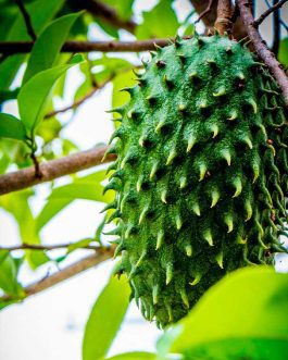 guanabana